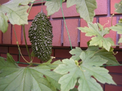 緑のカーテン 緑のカーテン