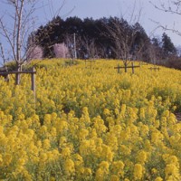 稲荷山と菜の花